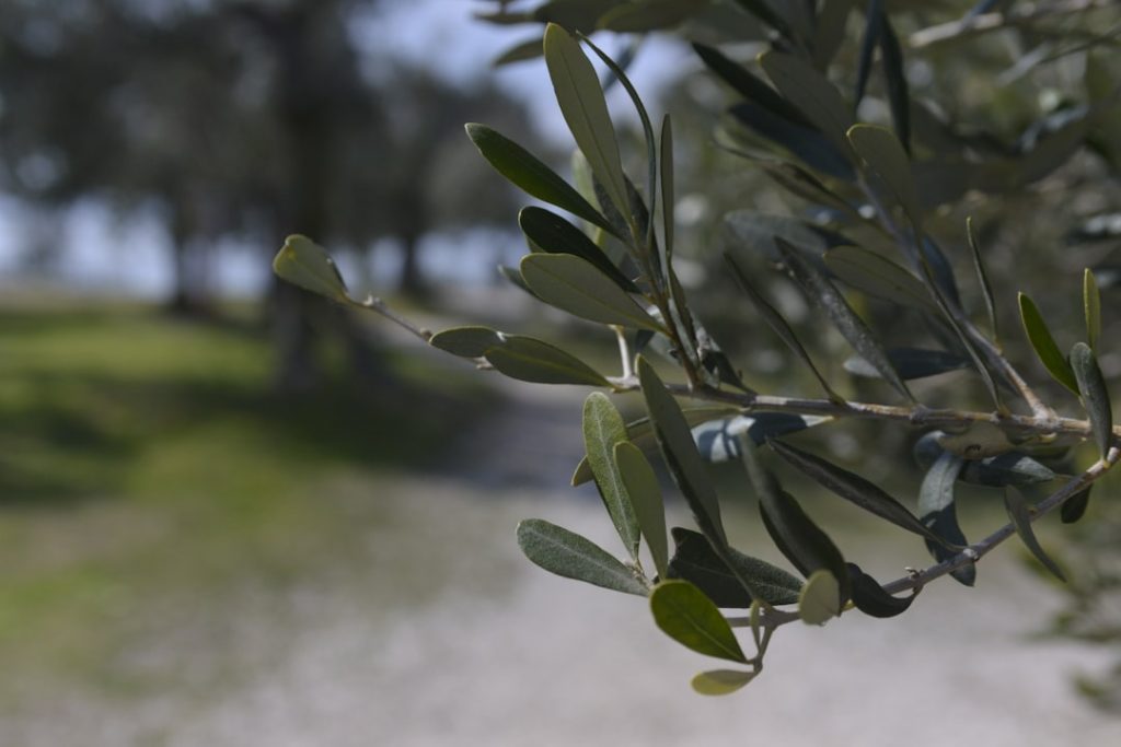 Grotte di Catullo e Museo Archeologico di Sirmione