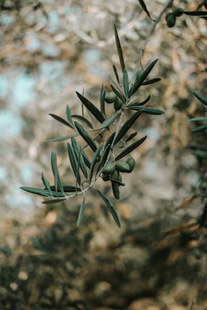 close-up-of-an-olive-branch-with-green-olives-sgj62wdisgq