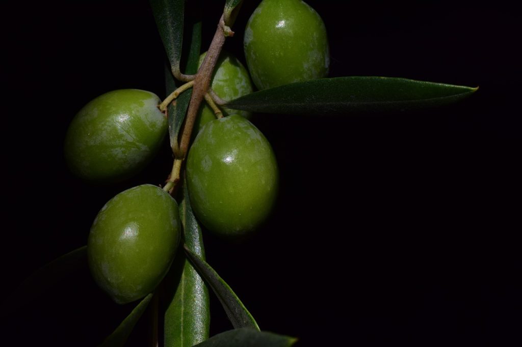 olive, nocellara, nocellara olive, food, oil fruit, green, mediterranean, olive on the tree, fresh olive, fresh, olive leaf, green olive, nature, italy, olive branch, healthy, mediterranean cuisine, cook, yummy, olive, olive branch, olive branch, olive branch, olive branch, olive branch
