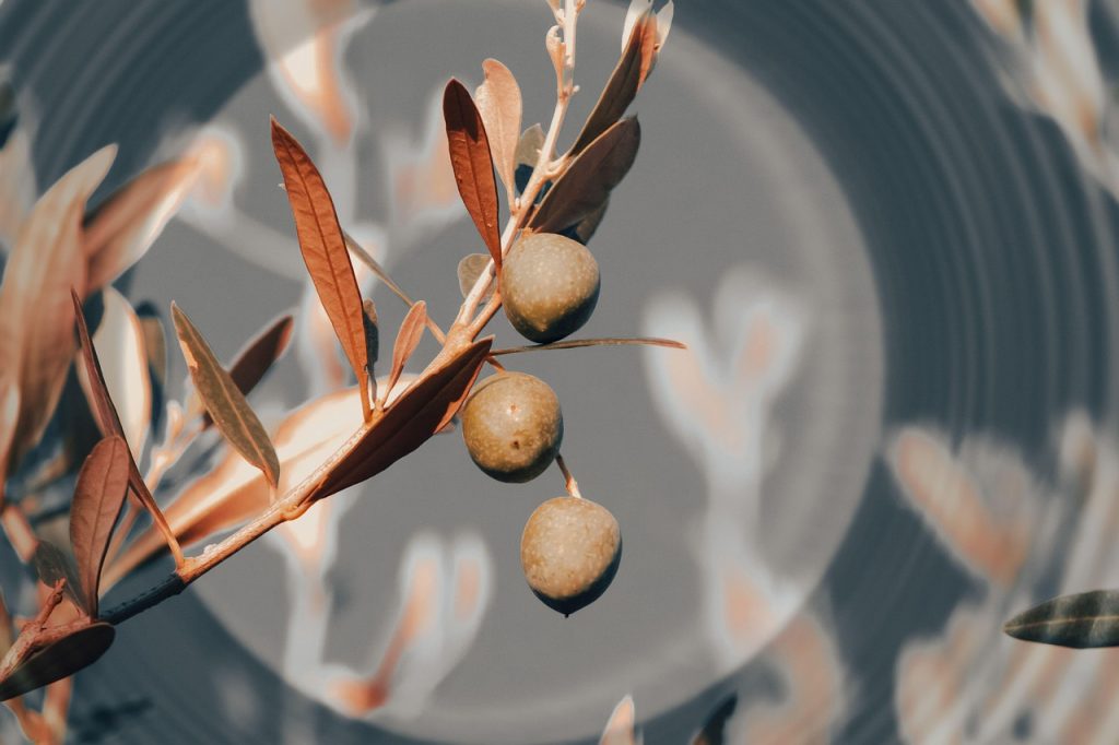 olive, olives, olive branch, green olives, leaves, nature, mediterranean, agriculture, organic, fruit, harvest, healthy, closeup, tree, plant, food, extra virgin, oil, botany, minimalism, surreal, abstract, art, macro, rustic