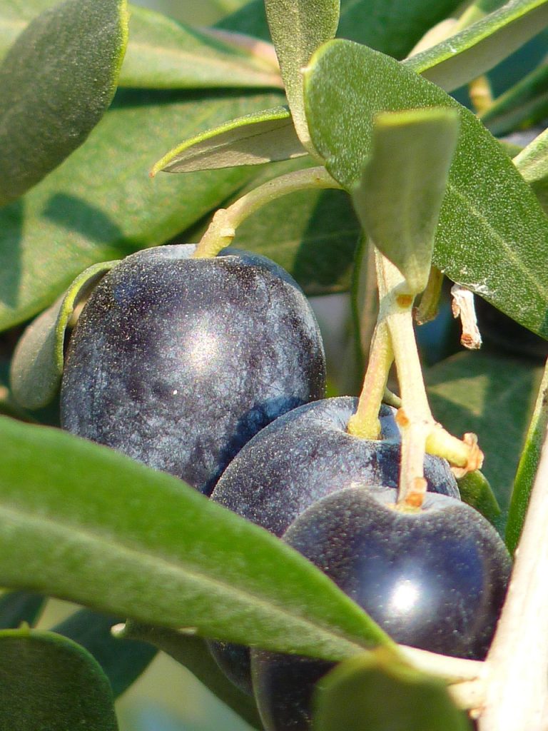 olives, fruit, olive tree, oil fruit, olive branch, nature, plant, growth